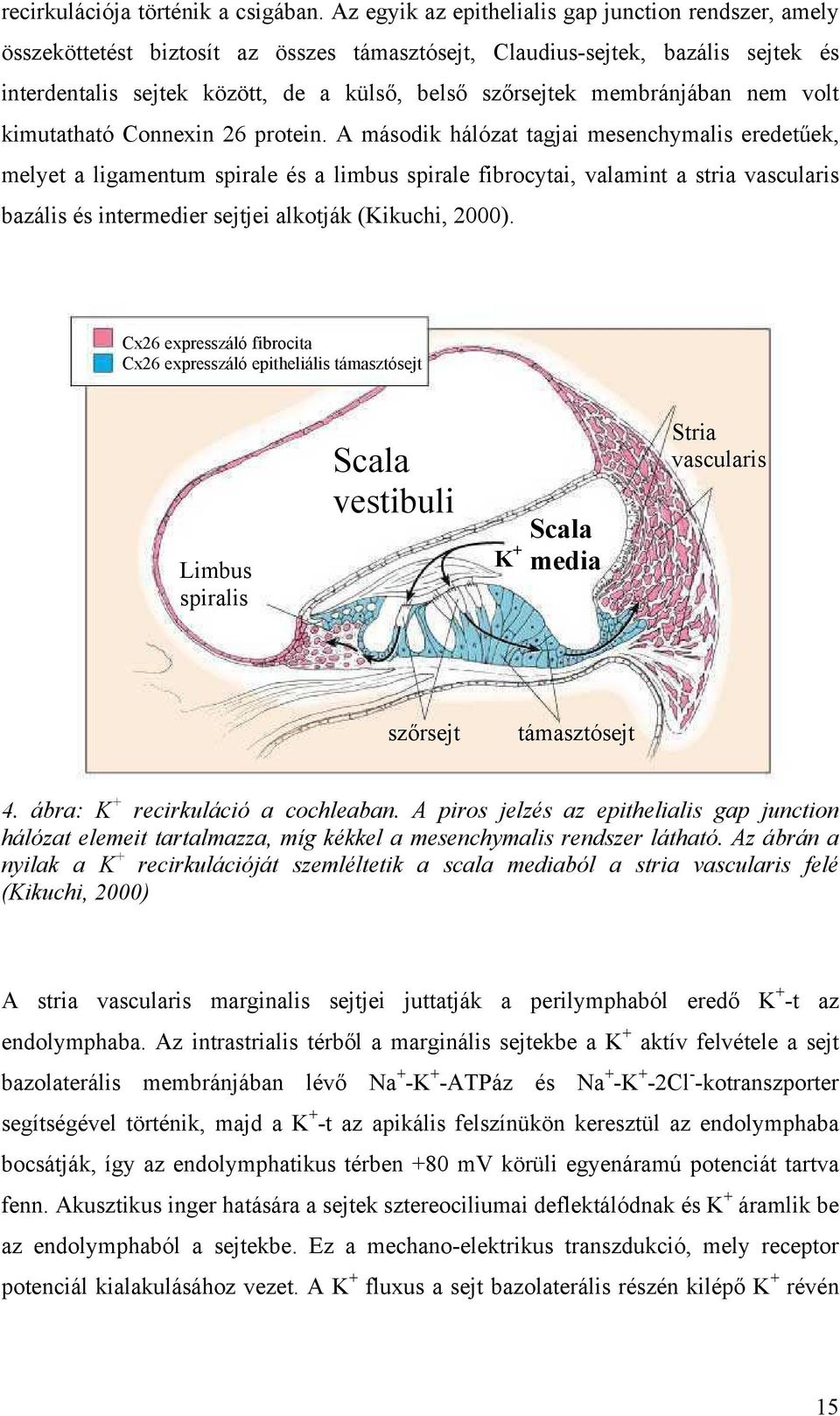 membránjában nem volt kimutatható Connexin 26 protein.