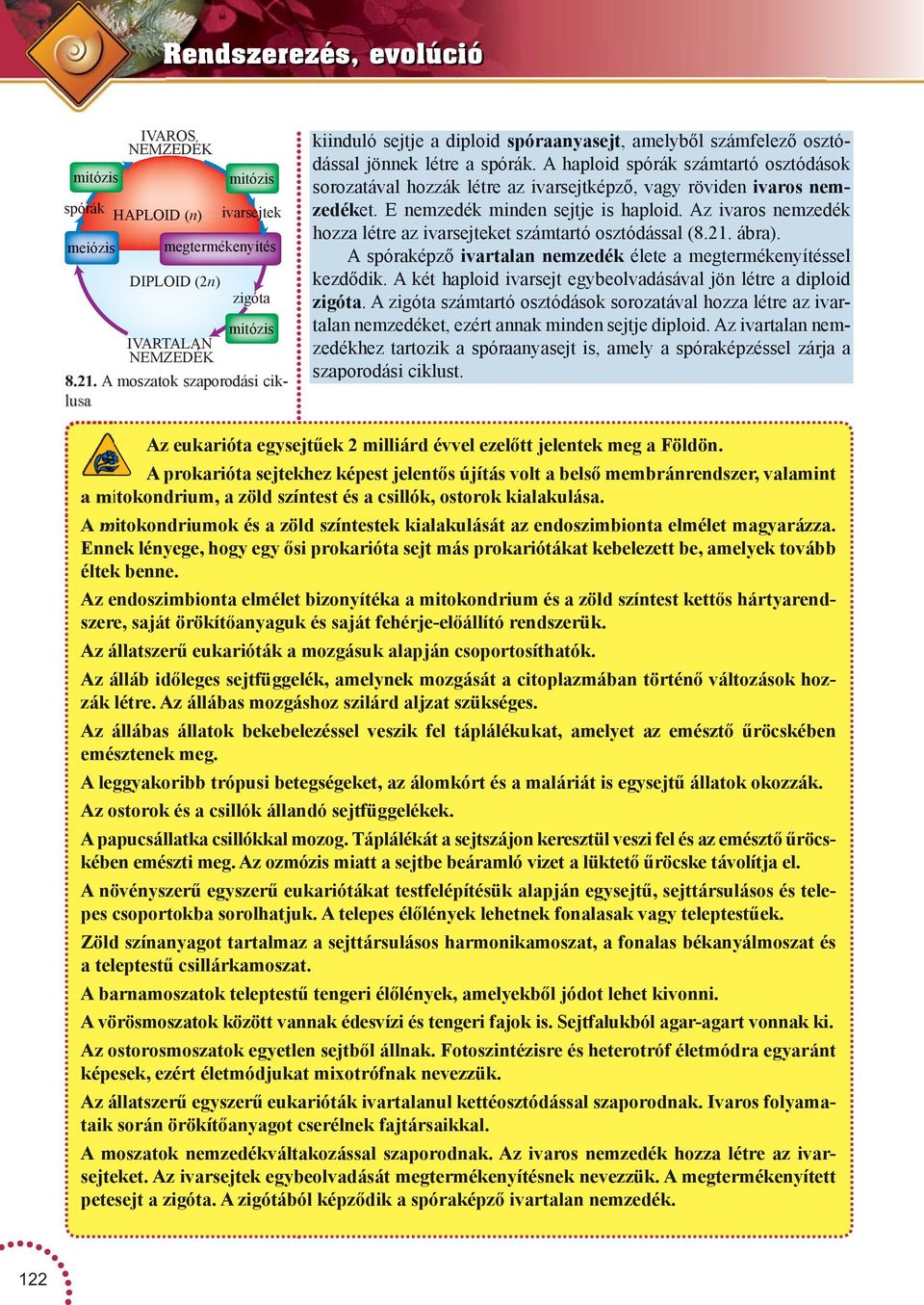 A haploid spórák számtartó osztódások sorozatával hozzák létre az ivarsejtképző, vagy rövide ivaros emzedéket. E emzedék mide sejtje is haploid.