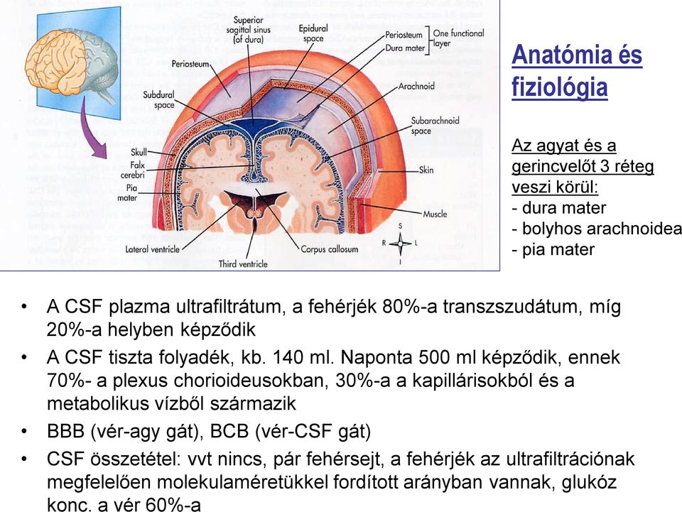 Naponta 500 ml képződik, ennek 70%- a plexus chorioideusokban, 30%-a a kapillárisokból és a metabolikus vízből származik BBB (vér-agy