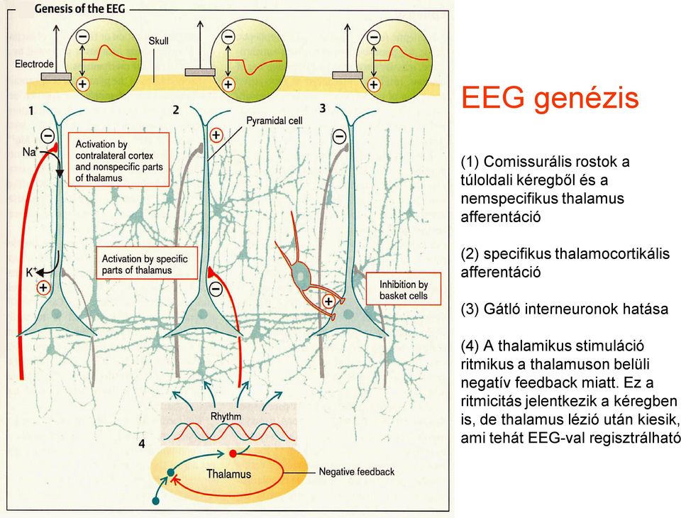 (4) A thalamikus stimuláció ritmikus a thalamuson belüli negatív feedback miatt.