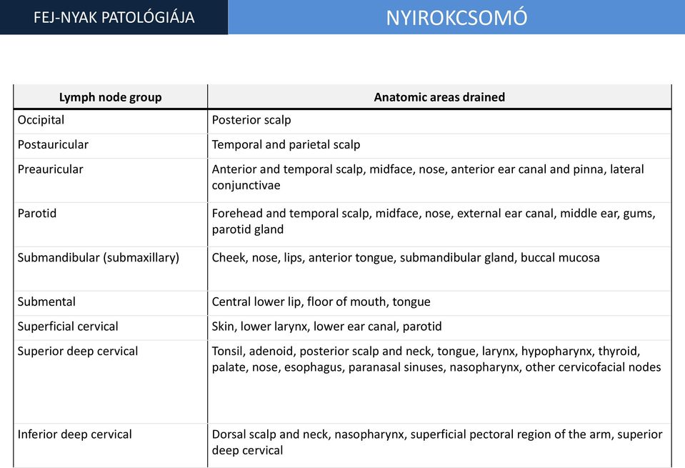 lips, anterior tongue, submandibular gland, buccal mucosa Submental Superficial cervical Superior deep cervical Central lower lip, floor of mouth, tongue Skin, lower larynx, lower ear canal, parotid