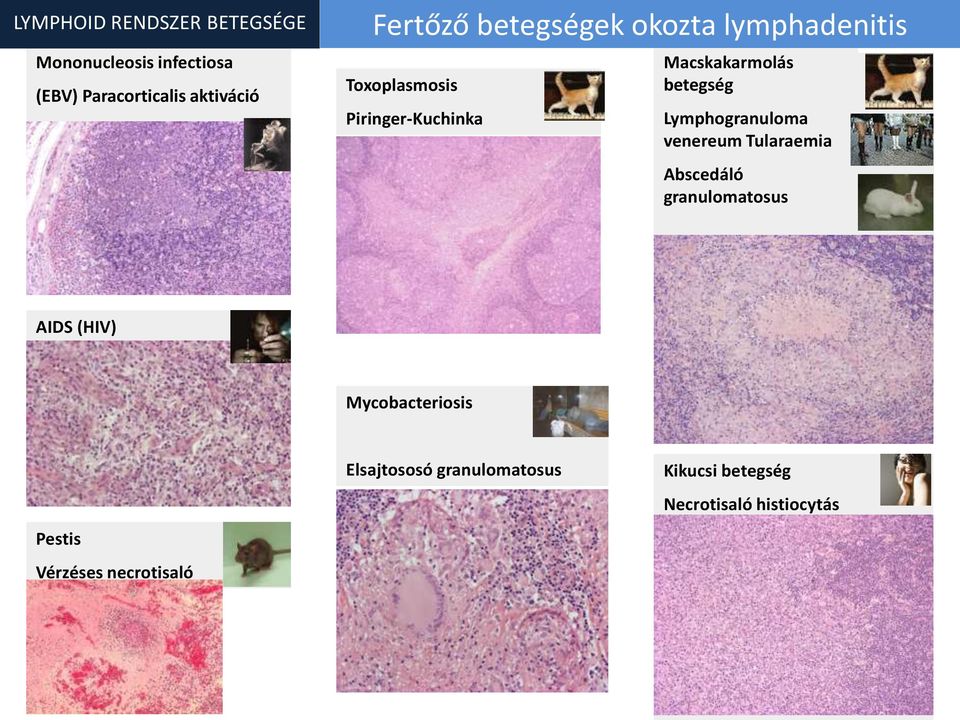 Lymphogranuloma venereum Tularaemia Abscedáló granulomatosus caseosus granulomatosus AIDS (HIV)