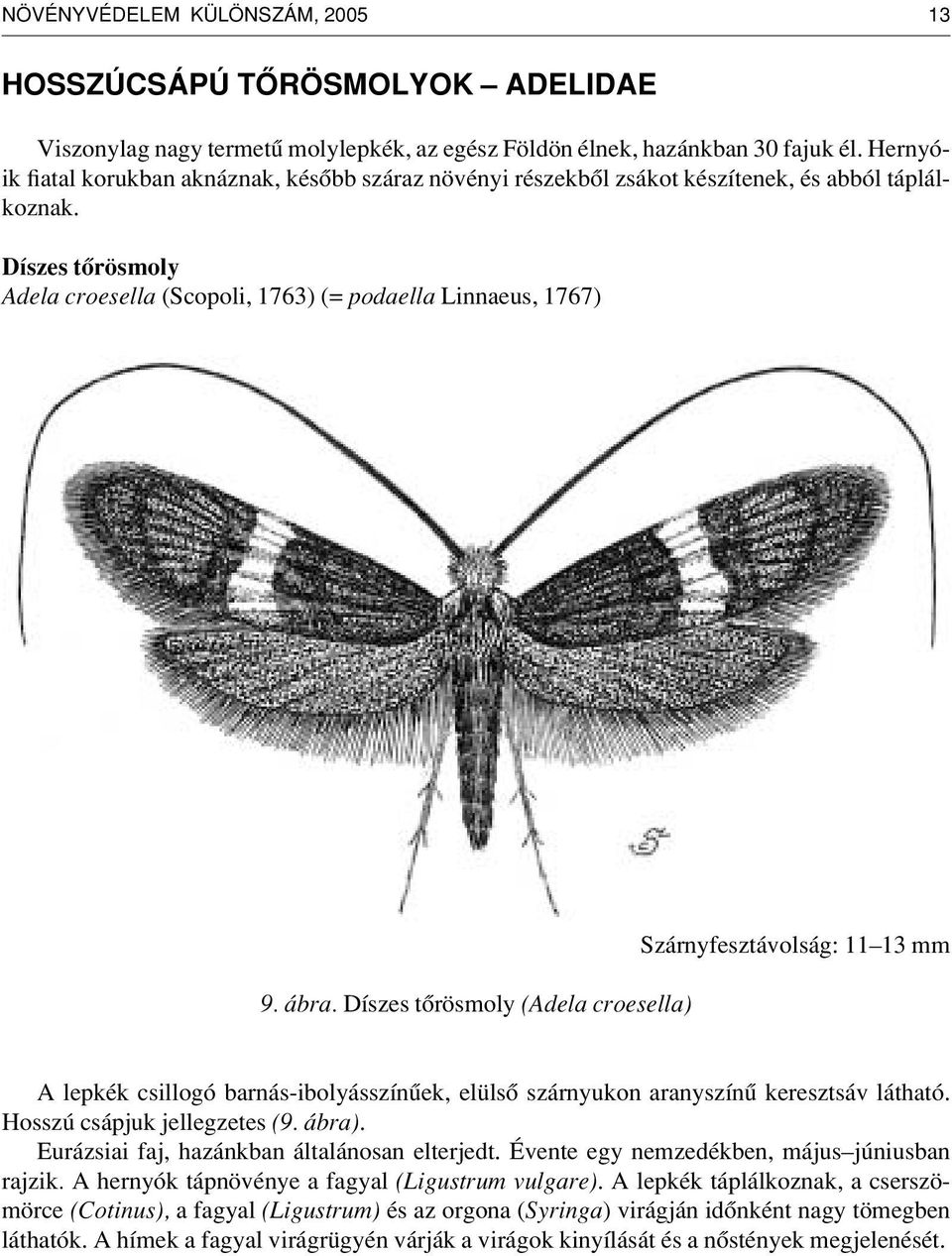 Díszes tôrösmoly (Adela croesella) Szárnyfesztávolság: 11 13 mm A lepkék csillogó barnás-ibolyásszínûek, elülsô szárnyukon aranyszínû keresztsáv látható. Hosszú csápjuk jellegzetes (9. ábra).