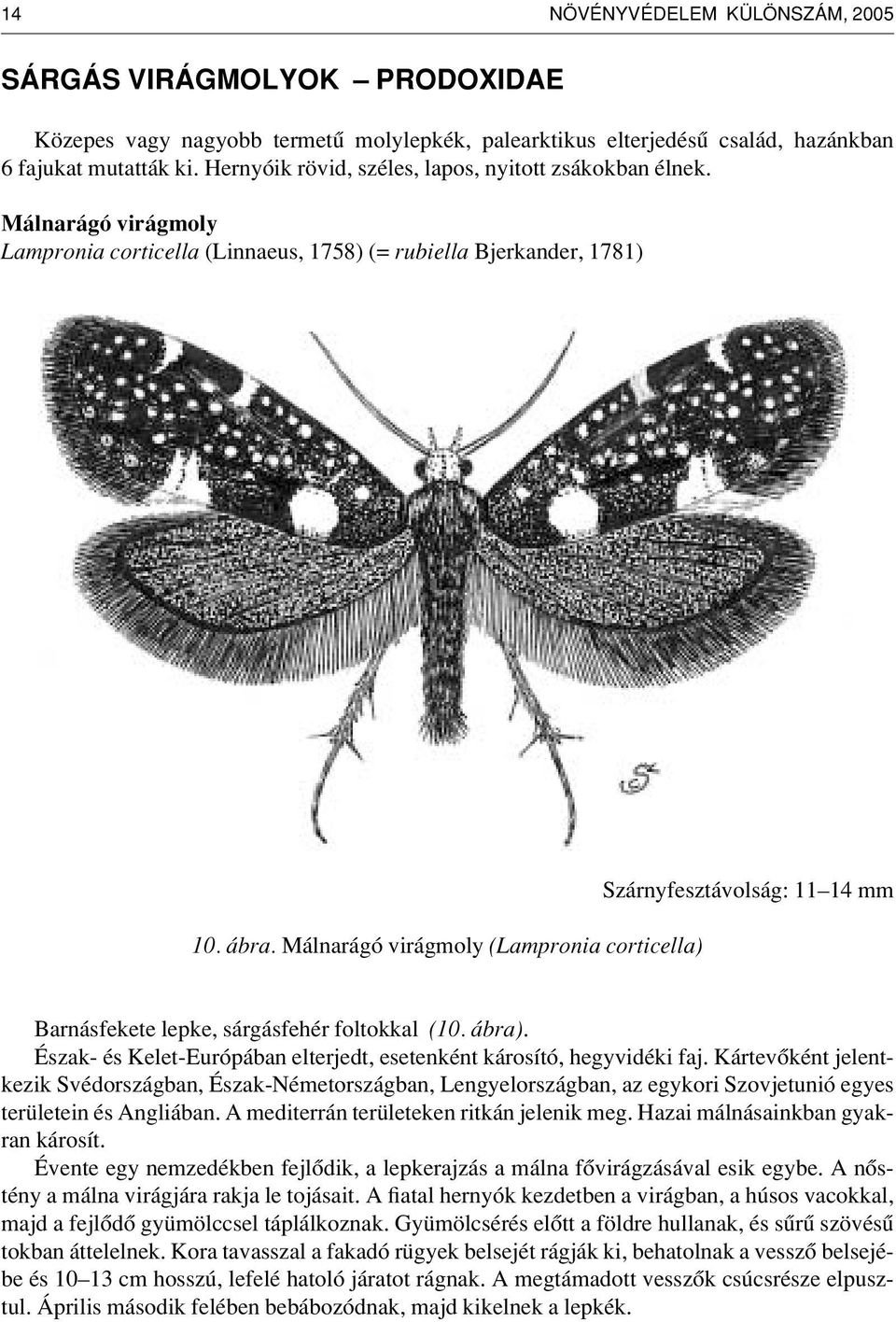 Málnarágó virágmoly (Lampronia corticella) Szárnyfesztávolság: 11 14 mm Barnásfekete lepke, sárgásfehér foltokkal (10. ábra). Észak- és Kelet-Európában elterjedt, esetenként károsító, hegyvidéki faj.