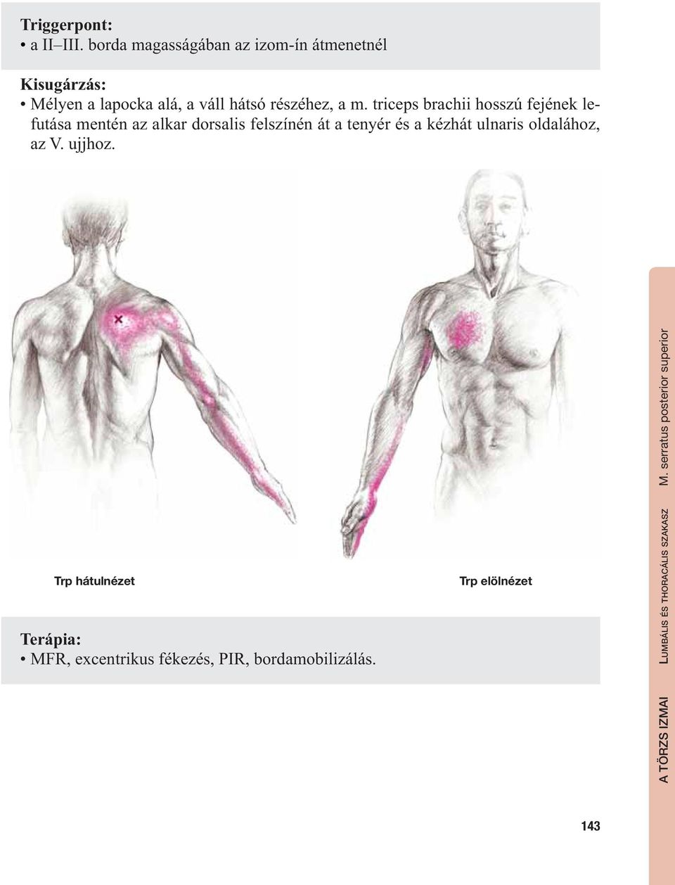 triceps brachii hosszú fejének lefutása mentén az alkar dorsalis felszínén át a tenyér és a kézhát
