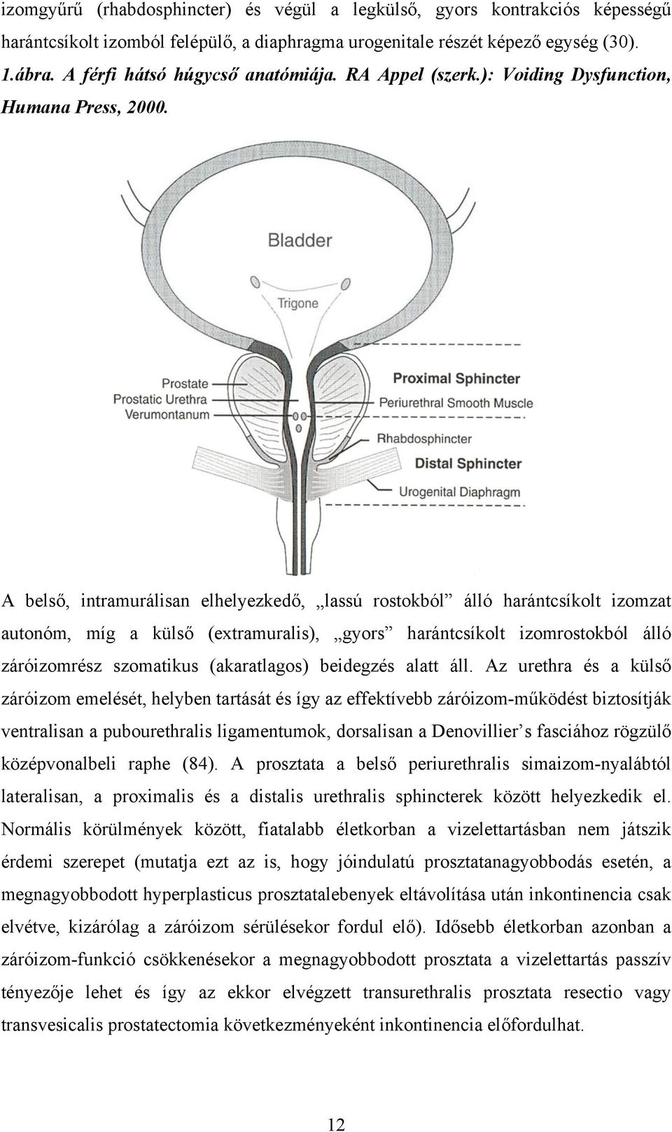 A belső, intramurálisan elhelyezkedő, lassú rostokból álló harántcsíkolt izomzat autonóm, míg a külső (extramuralis), gyors harántcsíkolt izomrostokból álló záróizomrész szomatikus (akaratlagos)