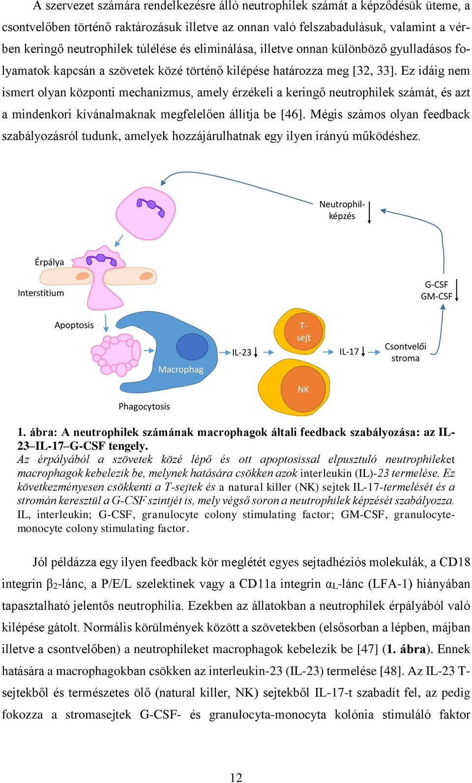 Ez idáig nem ismert olyan központi mechanizmus, amely érzékeli a keringő neutrophilek számát, és azt a mindenkori kívánalmaknak megfelelően állítja be [46].