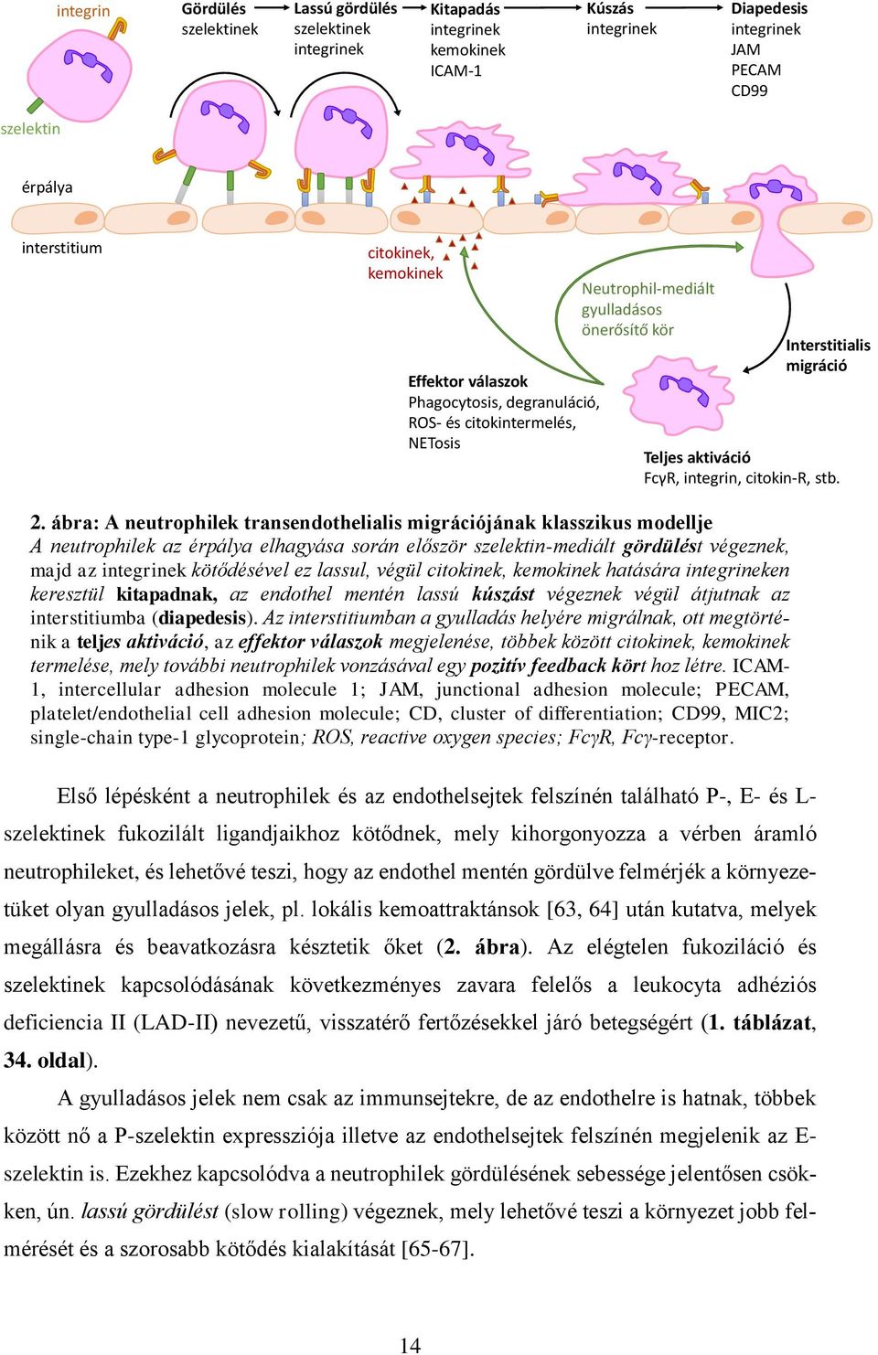 integrin, citokin-r, stb. 2.