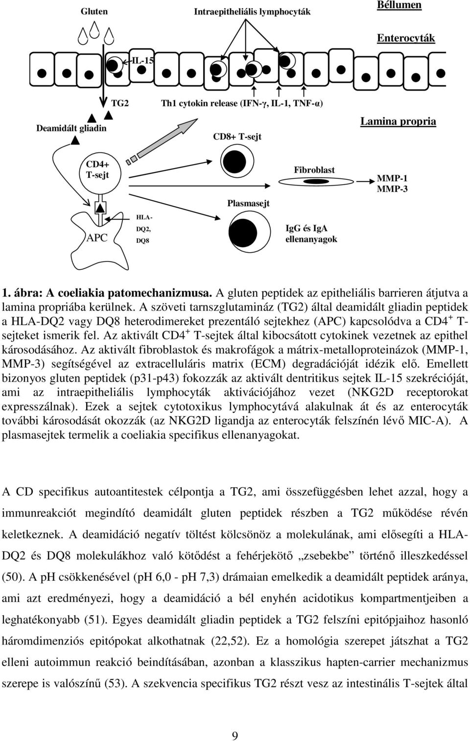 A szöveti tarnszglutamináz (TG2) által deamidált gliadin peptidek a HLA-DQ2 vagy DQ8 heterodimereket prezentáló sejtekhez (APC) kapcsolódva a CD4 + T- sejteket ismerik fel.