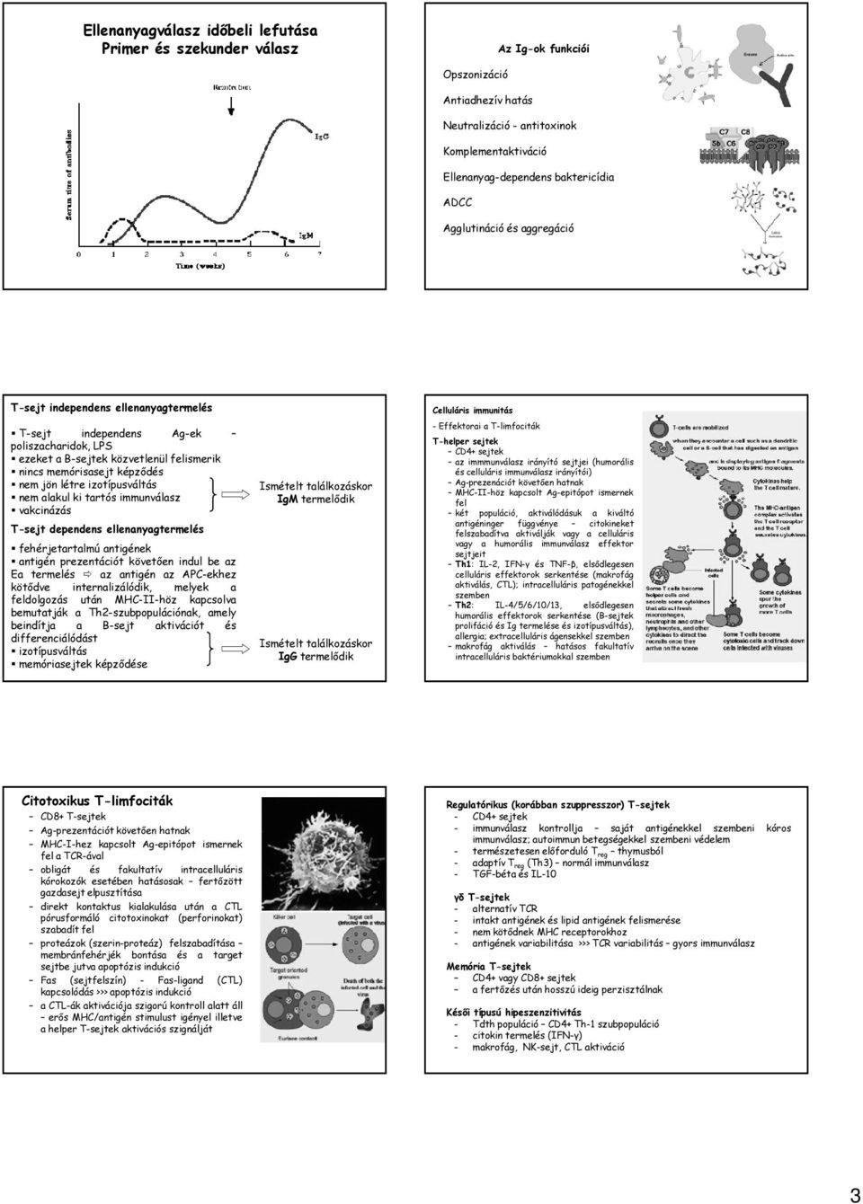 izotípusváltás nem alakul ki tartós immunválasz vakcinázás T-sejt dependens ellenanyagtermelés fehérjetartalmú antigének antigén prezentációt követően indul be az Ea termelés az antigén az APC-ekhez