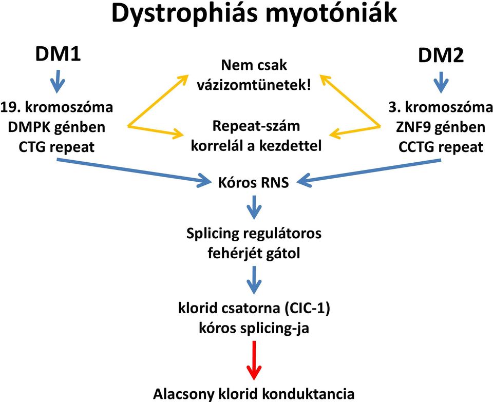 vázizomtünetek! Repeat-szám korrelál a kezdettel Kóros RNS DM2 3.