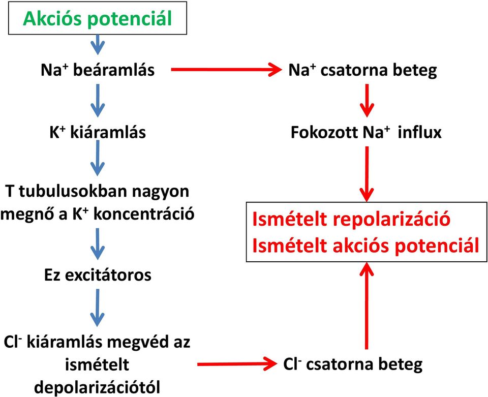 koncentráció Ez excitátoros Ismételt repolarizáció Ismételt akciós