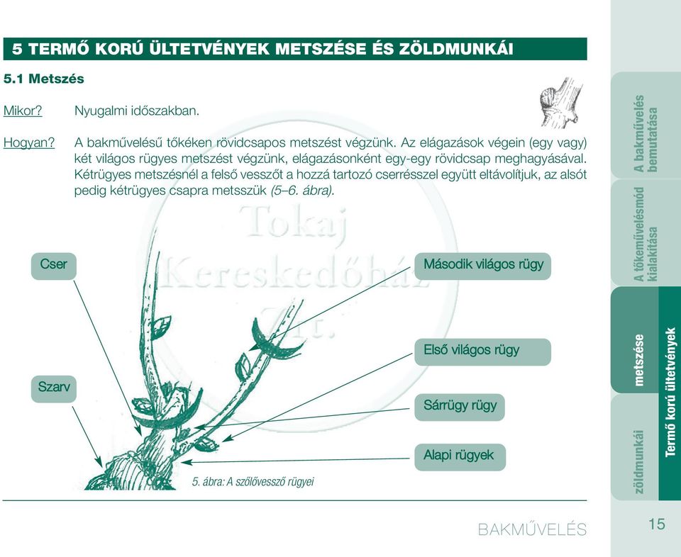 Az elágazások végein (egy vagy) két világos rügyes metszést végzünk, elágazásonként egy-egy rövidcsap meghagyásával.