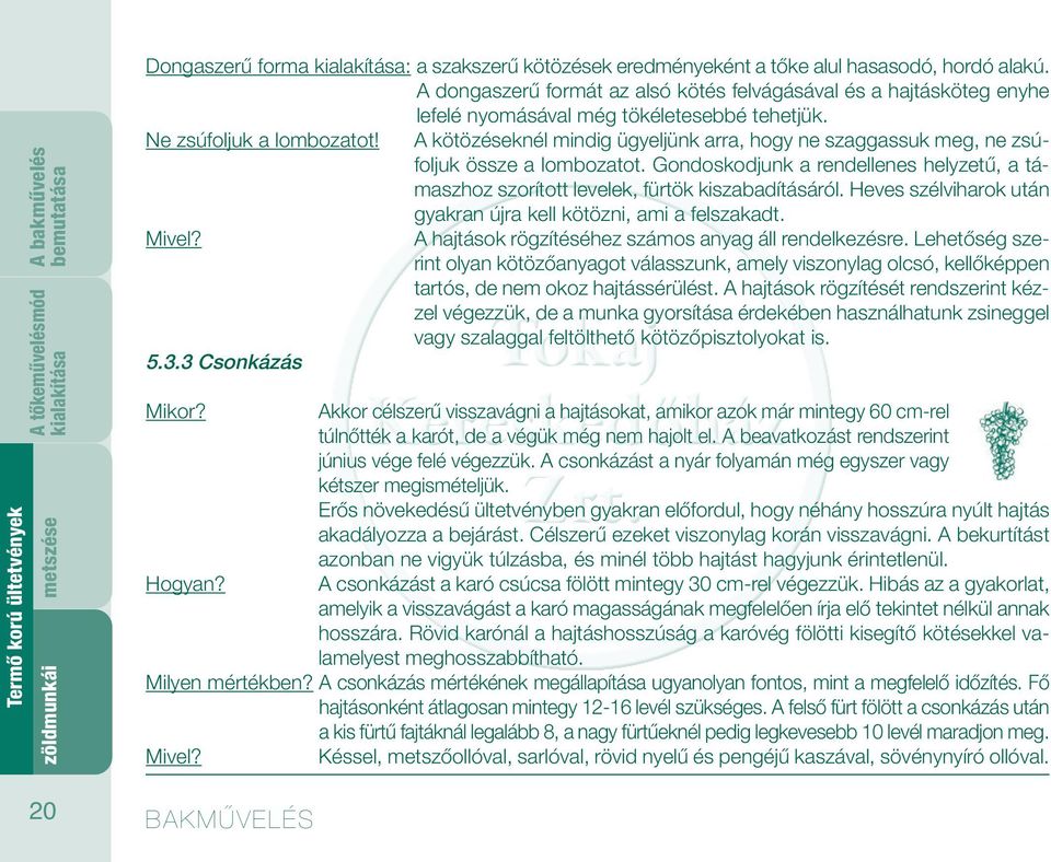 A kötözéseknél mindig ügyeljünk arra, hogy ne szaggassuk meg, ne zsúfoljuk össze a lombozatot. Gondoskodjunk a rendellenes helyzetű, a támaszhoz szorított levelek, fürtök kiszabadításáról.