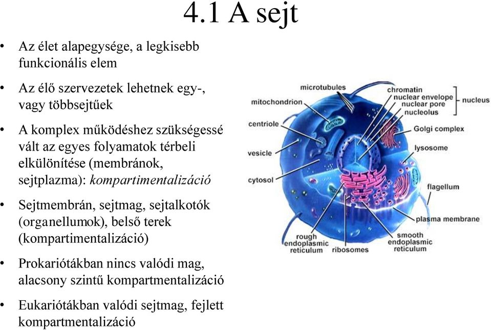 kompartimentalizáció Sejtmembrán, sejtmag, sejtalkotók (organellumok), belső terek (kompartimentalizáció)