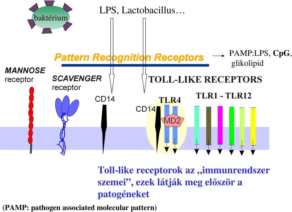 molecular pattern) Toll-like receptorok az