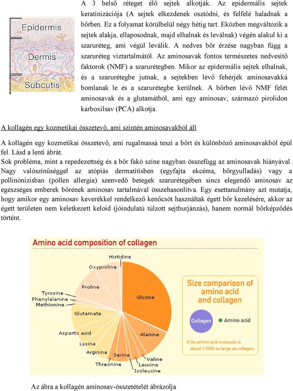 Az aminosavak fontos természetes nedvesítő faktorok (NMF) a szarurétegben.