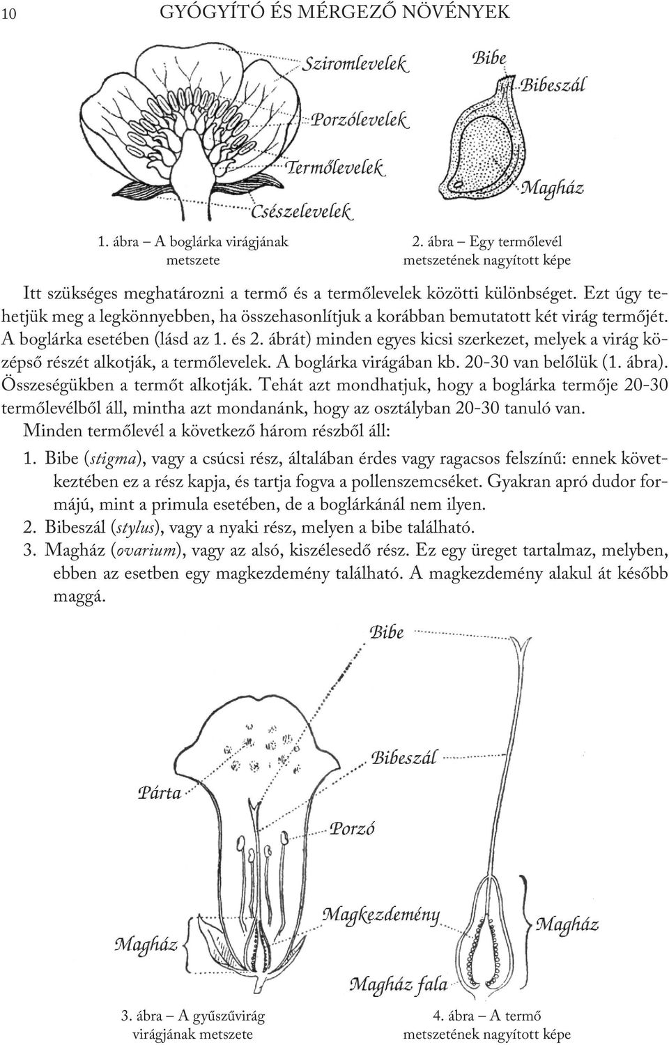 ábrát) minden egyes kicsi szerkezet, melyek a virág középső részét alkotják, a termőlevelek. A boglárka virágában kb. 20-30 van belőlük (1. ábra). Összeségükben a termőt alkotják.