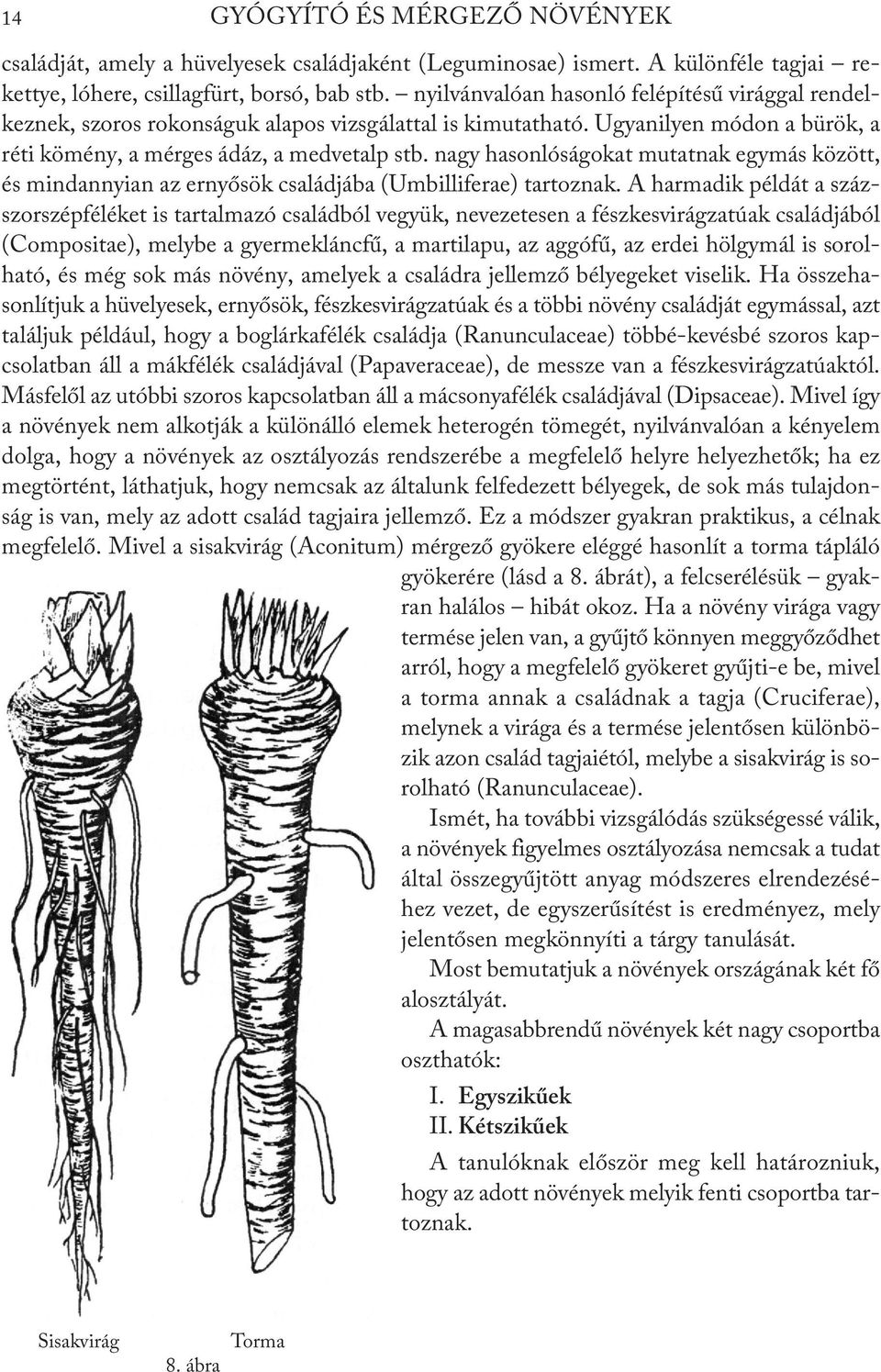 nagy hasonlóságokat mutatnak egymás között, és mindannyian az ernyősök családjába (Umbilliferae) tartoznak.