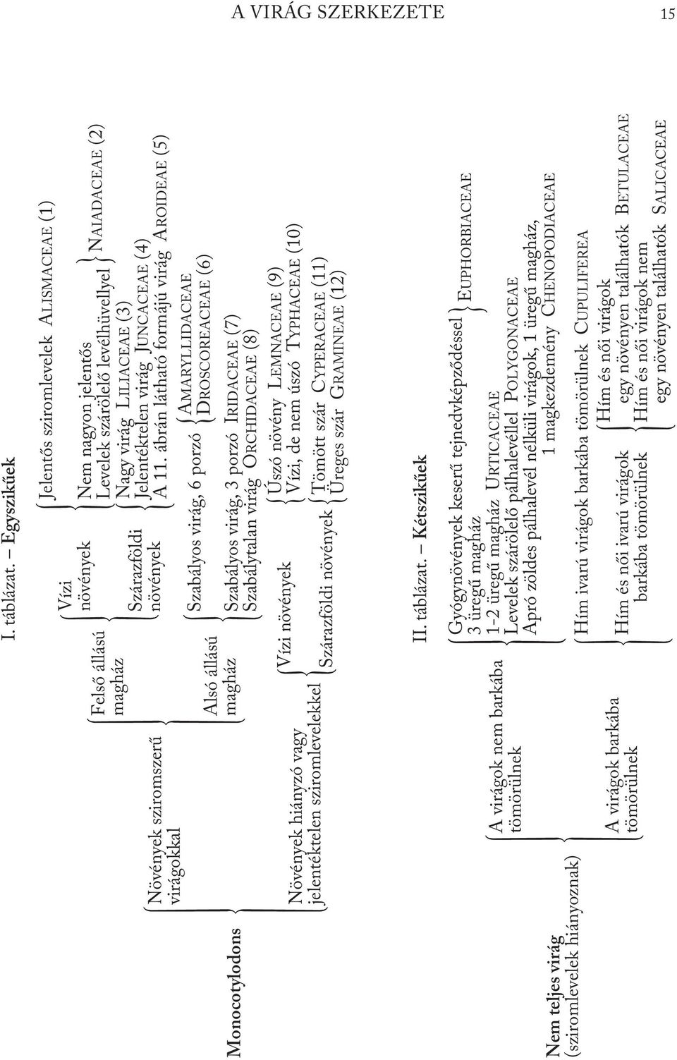 Szabályos virág, 6 porzó Szárazföldi növények Jelentős sziromlevelek ALISMACEAE (1) Nem nagyon jelentős Levelek szárölelő levélhüvellyel Nagy virág LILIACEAE (3) Jelentéktelen virág JUNCACEAE (4) A