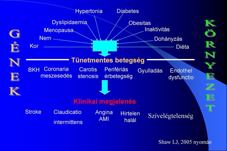 Perifériás érbetegség Gyulladás Endothel dysfunctio Klinikai megjelenés Stroke