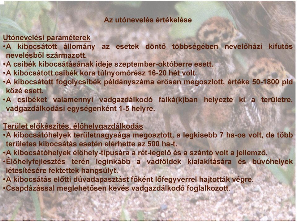 A csibéket valamennyi vadgazdálkodó falká(k)ban helyezte ki a területre, vadgazdálkodási egységenként 1-5 helyre.