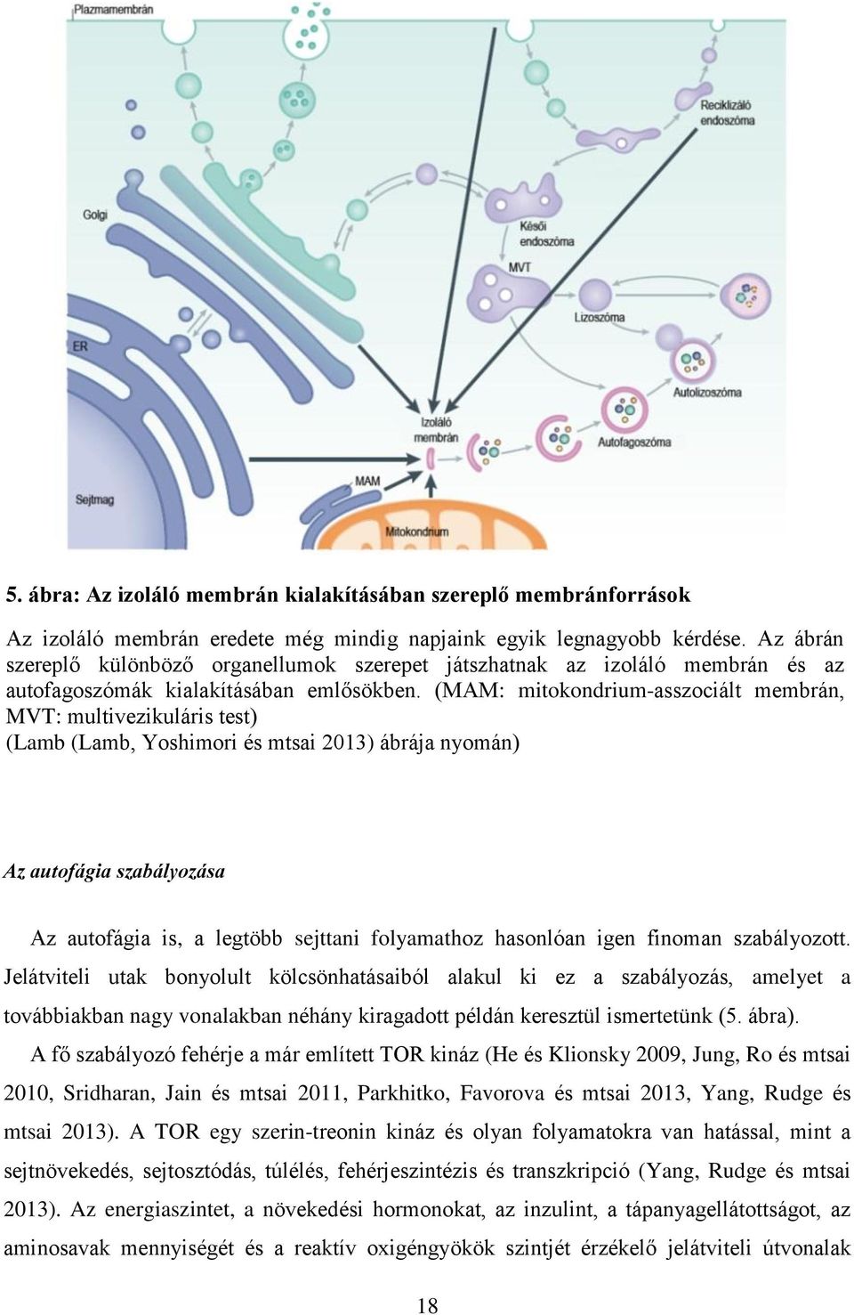 (MAM: mitokondrium-asszociált membrán, MVT: multivezikuláris test) (Lamb (Lamb, Yoshimori és mtsai 2013) ábrája nyomán) Az autofágia szabályozása Az autofágia is, a legtöbb sejttani folyamathoz