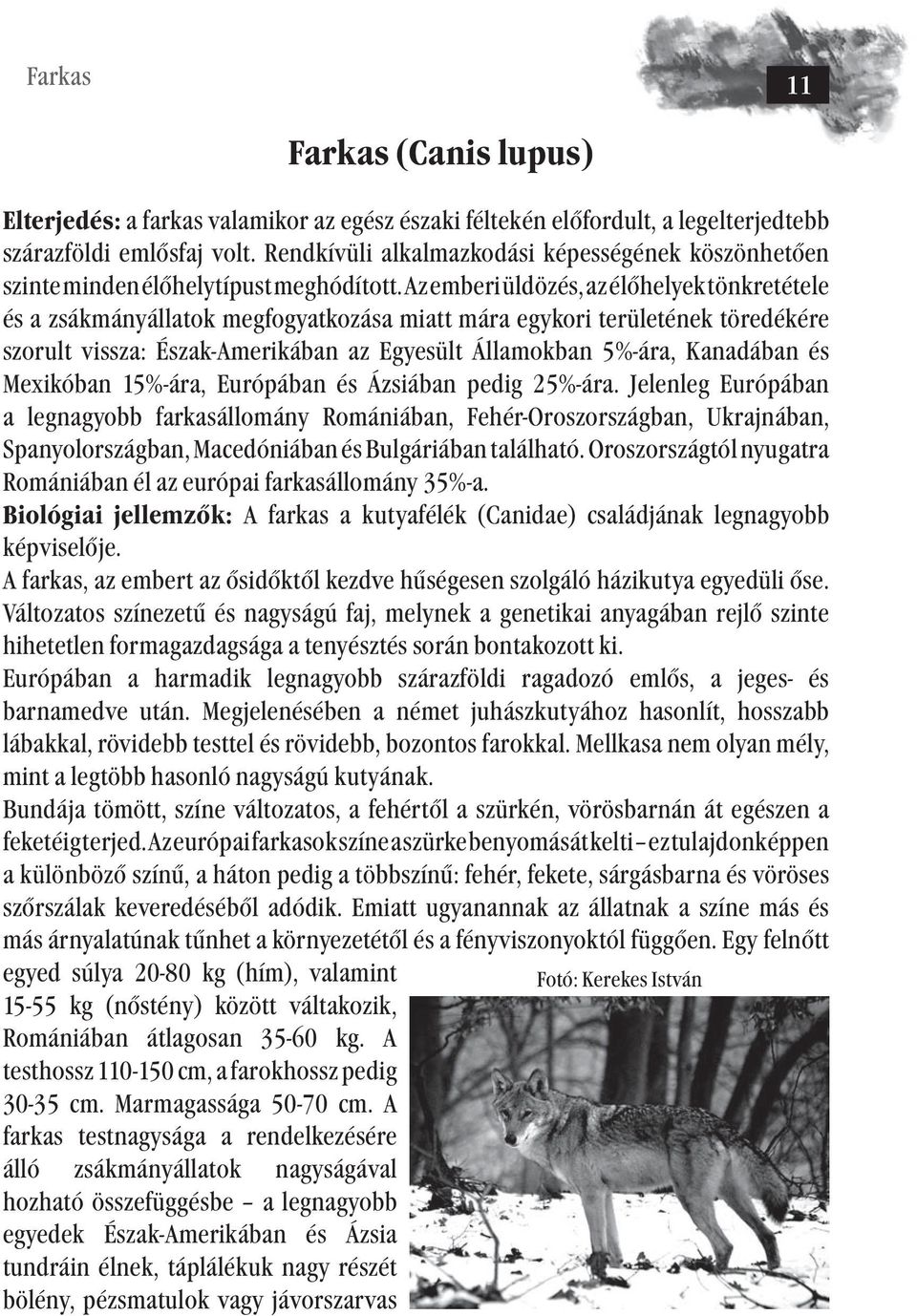 Az emberi üldözés, az élőhelyek tönkretétele és a zsákmányállatok megfogyatkozása miatt mára egykori területének töredékére szorult vissza: Észak-Amerikában az Egyesült Államokban 5%-ára, Kanadában