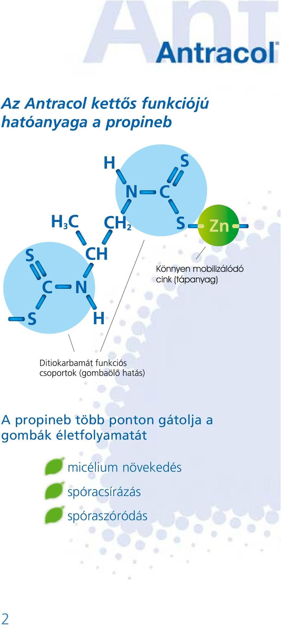 ponton gátolja a gombák életfolyamatát