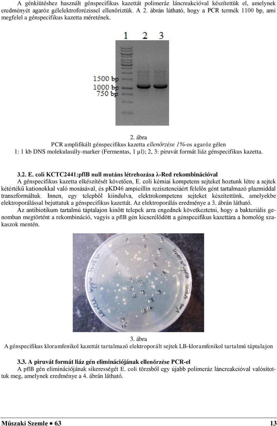 ábra PCR amplifikált génspecifikus kazetta ellenőrzése 1%-os agaróz gélen 1: 1 kb DNS molekulasúly-marker (Fermentas, 1 µl); 2, 3: piruvát formát liáz génspecifikus kazetta. 3.2. E.