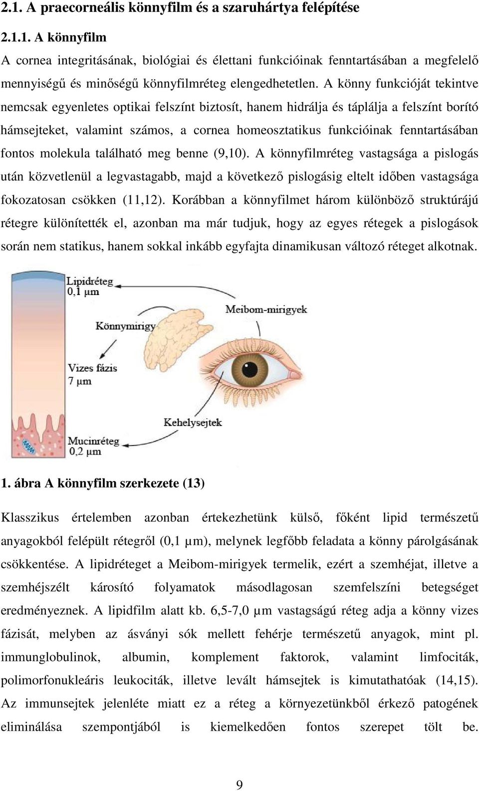 fontos molekula található meg benne (9,10). A könnyfilmréteg vastagsága a pislogás után közvetlenül a legvastagabb, majd a következő pislogásig eltelt időben vastagsága fokozatosan csökken (11,12).