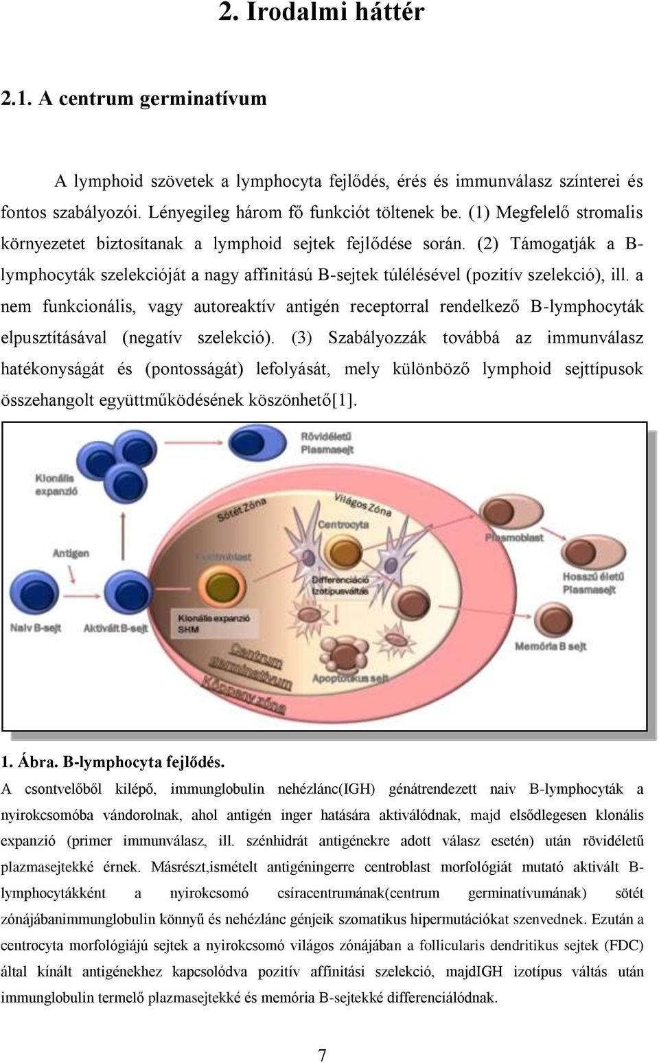 a nem funkcionális, vagy autoreaktív antigén receptorral rendelkező B-lymphocyták elpusztításával (negatív szelekció).