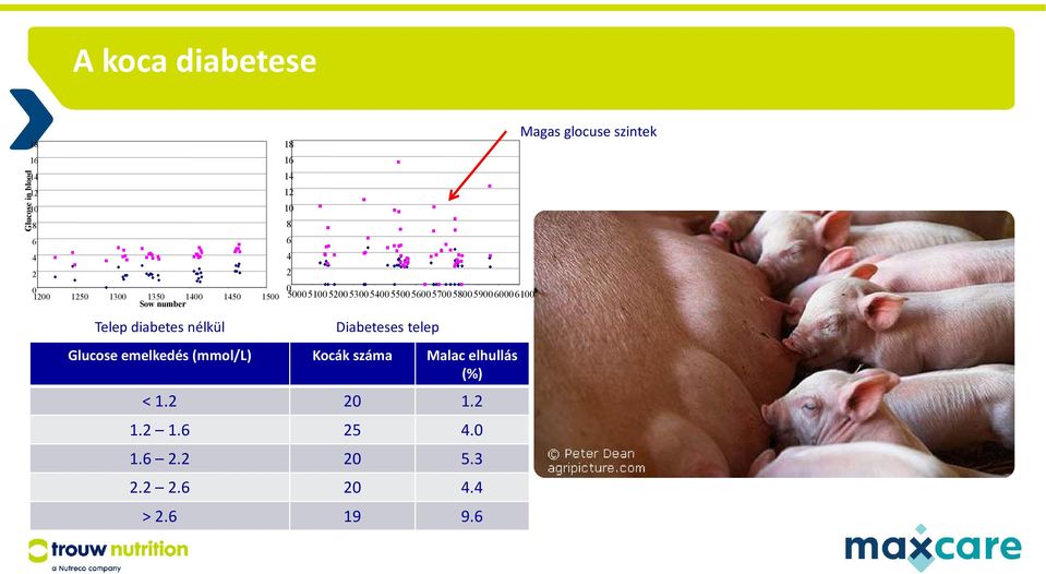 16 14 12 10 8 6 4 2 Diabeteses telep Glucose emelkedés(mmol/l) Kocák száma Malac elhullás