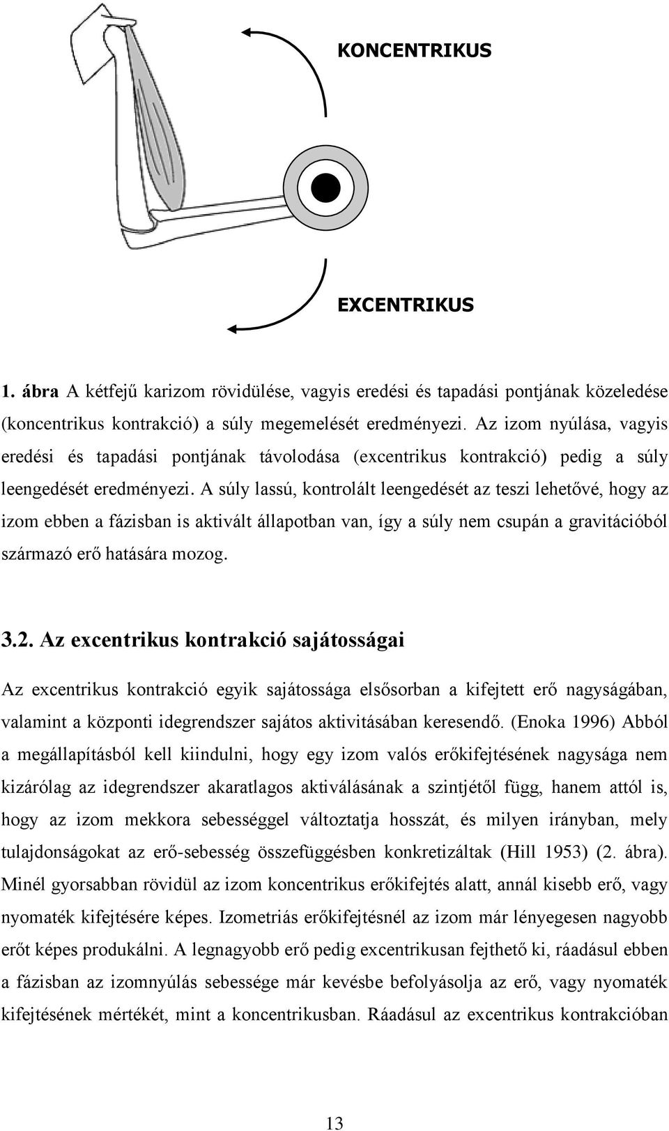 A súly lassú, kontrolált leengedését az teszi lehetővé, hogy az izom ebben a fázisban is aktivált állapotban van, így a súly nem csupán a gravitációból származó erő hatására mozog. 3.2.