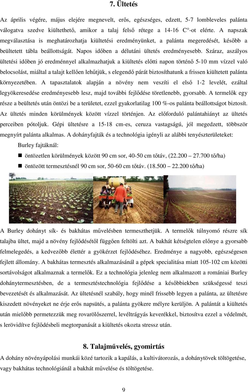 Száraz, aszályos ültetési idıben jó eredménnyel alkalmazhatjuk a kiültetés elıtti napon történı 5-10 mm vízzel való belocsolást, miáltal a talajt kellıen lehőtjük, s elegendı párát biztosíthatunk a