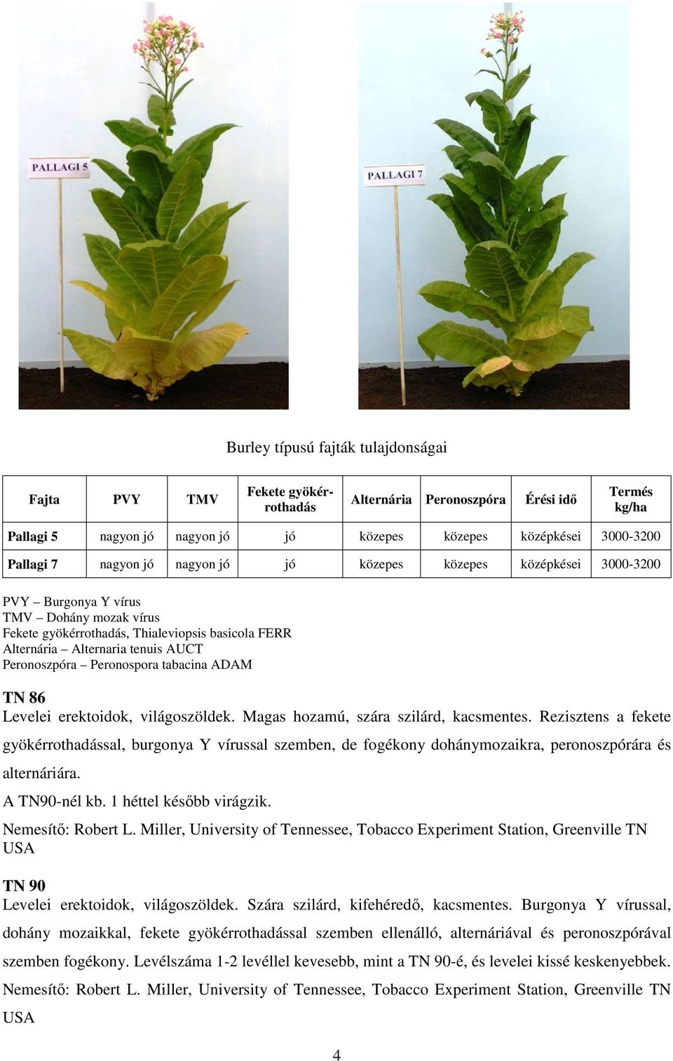 Peronoszpóra Peronospora tabacina ADAM TN 86 Levelei erektoidok, világoszöldek. Magas hozamú, szára szilárd, kacsmentes.