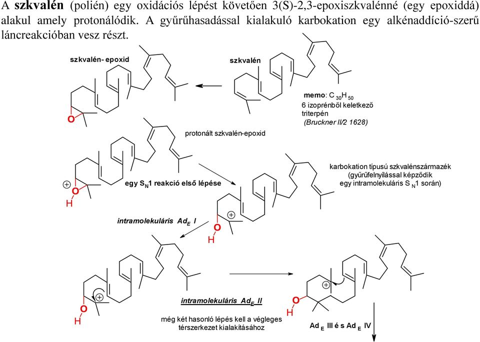 szkvalén- epoxid szkvalén protonált szkvalén-epoxid memo: 30 50 6 izoprénből keletkező triterpén (Bruckner II/2 1628) egy S 1 reakció első lépése