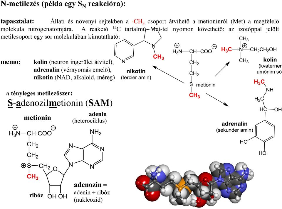 A reakció 14 tartalmú Met-tel nyomon követhető: az izotóppal jelölt metilcsoport egy sor molekulában