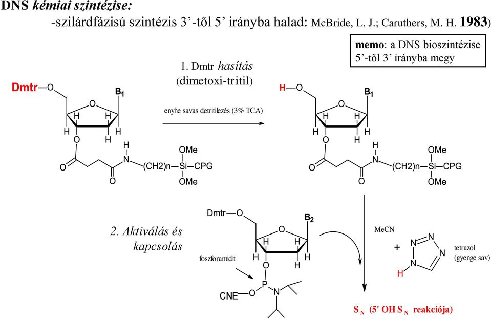 Dmtr hasítás (dimetoxi-tritil) memo: a DS bioszintézise 5 -től 3 irányba