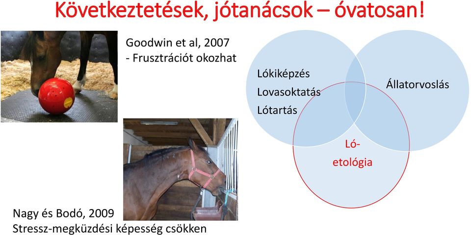 Lókiképzés Lovasoktatás Lótartás Állatorvoslás