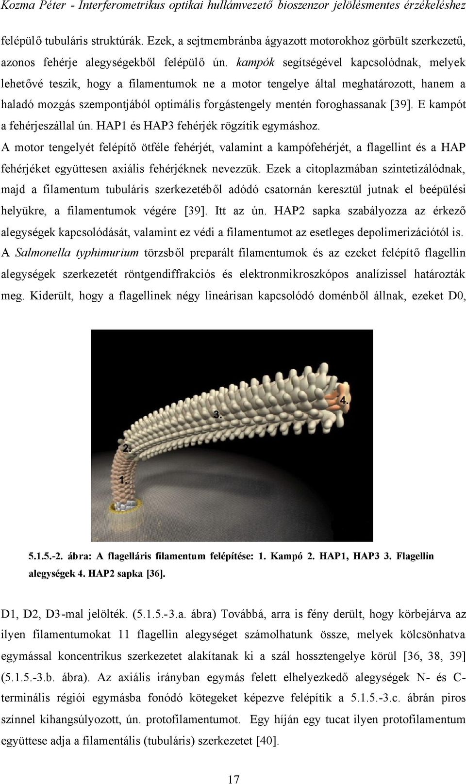 [39]. E kampót a fehérjeszállal ún. HAP1 és HAP3 fehérjék rögzítik egymáshoz.