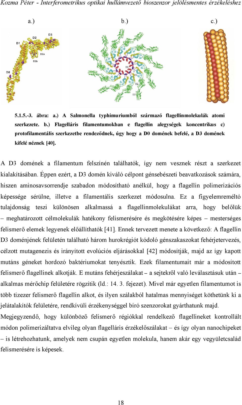 Éppen ezért, a D3 domén kiváló célpont génsebészeti beavatkozások számára, hiszen aminosavsorrendje szabadon módosítható anélkül, hogy a flagellin polimerizációs képessége sérülne, illetve a