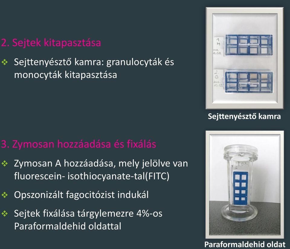 Zymosan hozzáadása és fixálás Zymosan A hozzáadása, mely jelölve van fluorescein-