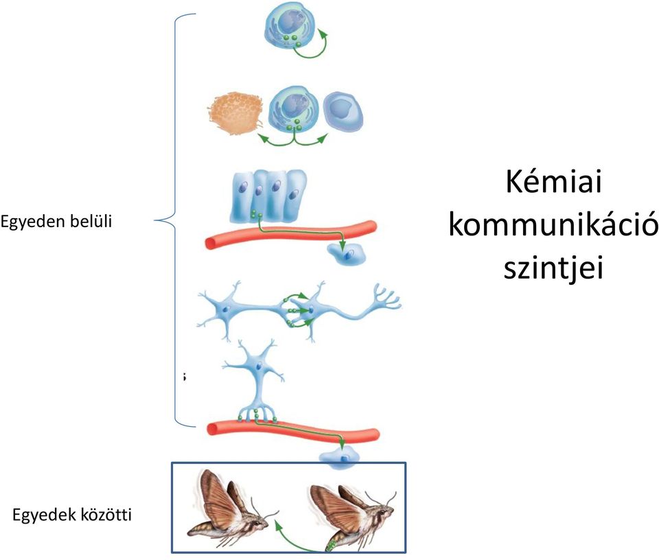 kommunikáció