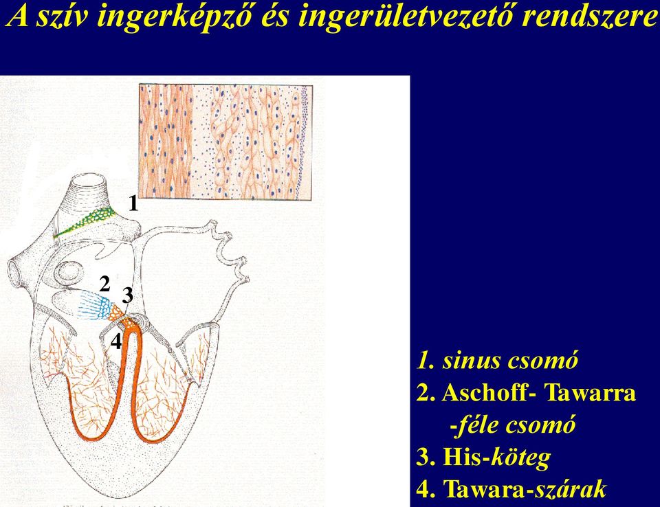 4 1. sinus csomó 2.