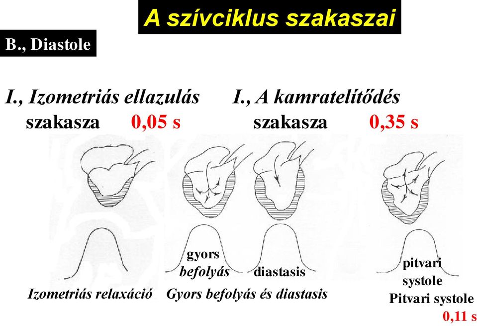 , A kamratelítődés szakasza 0,35 s Izometriás relaxáció