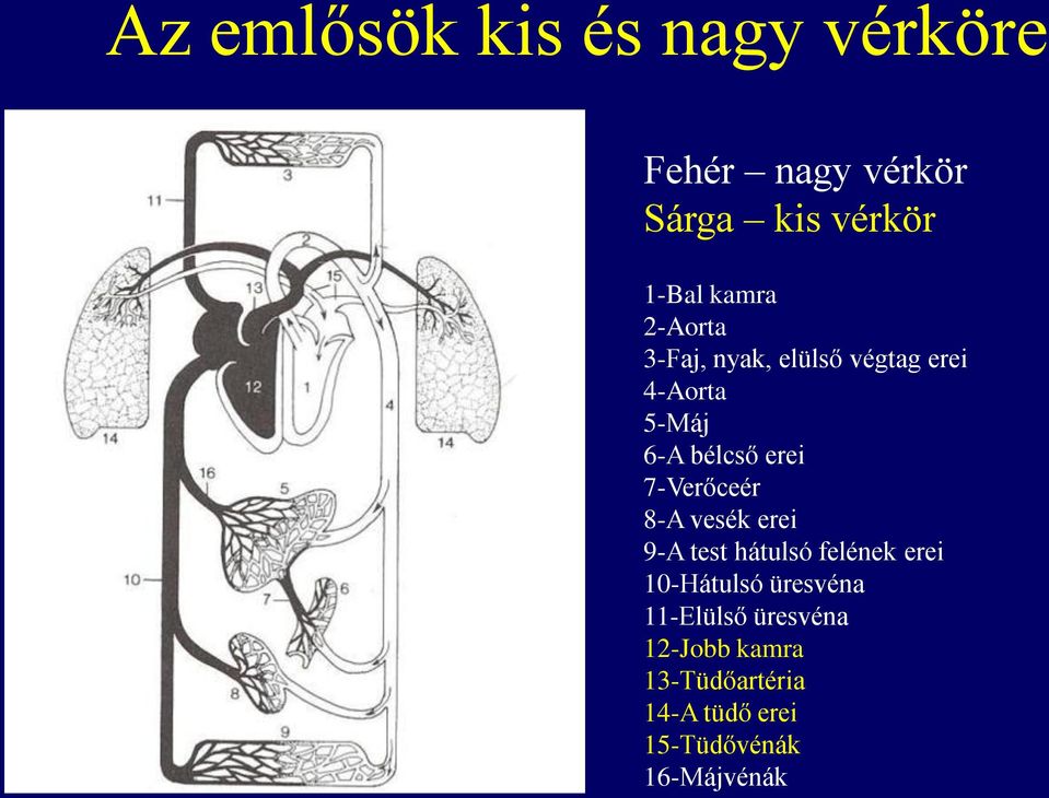 7-Verőceér 8-A vesék erei 9-A test hátulsó felének erei 10-Hátulsó üresvéna