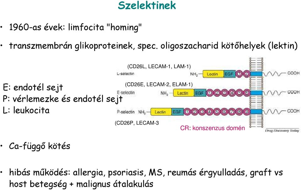 endotél sejt L: leukocita (CD26E, LECAM-2, ELAM-1) (CD26P, LECAM-3 CR: konszenzus domén