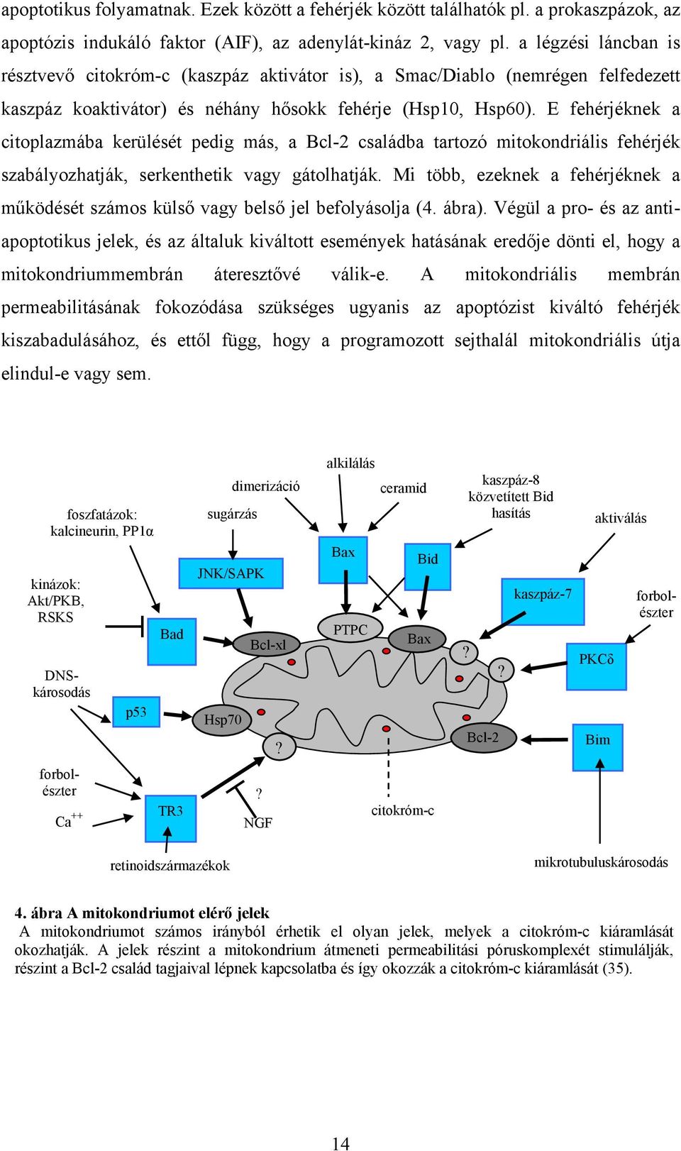 E fehérjéknek a citoplazmába kerülését pedig más, a Bcl-2 családba tartozó mitokondriális fehérjék szabályozhatják, serkenthetik vagy gátolhatják.