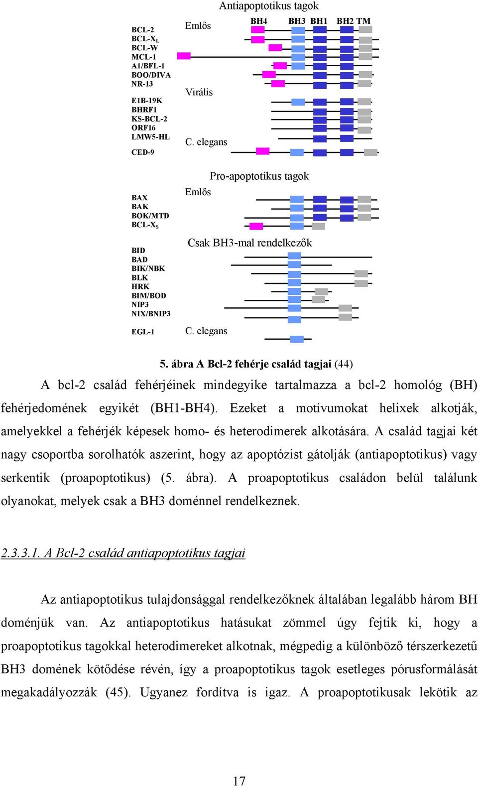 ábra A Bcl-2 fehérje család tagjai (44) A bcl-2 család fehérjéinek mindegyike tartalmazza a bcl-2 homológ (BH) fehérjedomének egyikét (BH1-BH4).